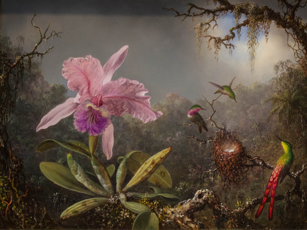 Cattleya Orchid and Three Brazilian Hummingbirds by Martin Johnson Heade