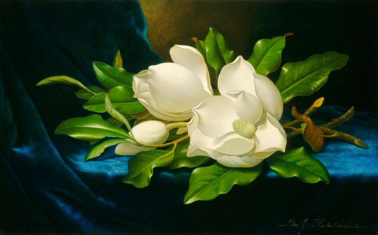 Magnolias on a Blue Velvet Cloth by Martin Johnson Heade