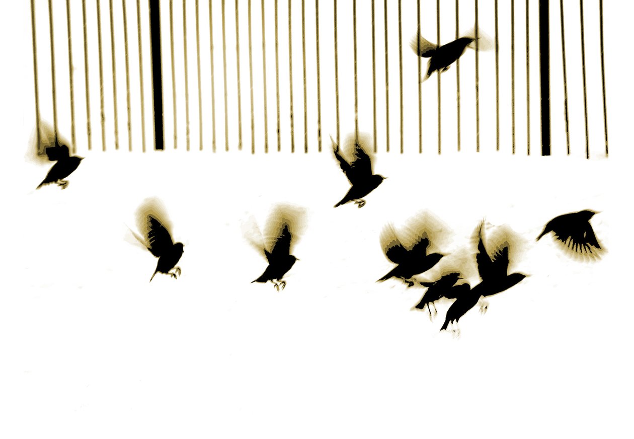 Starlings, 2003 by Martin Mossop