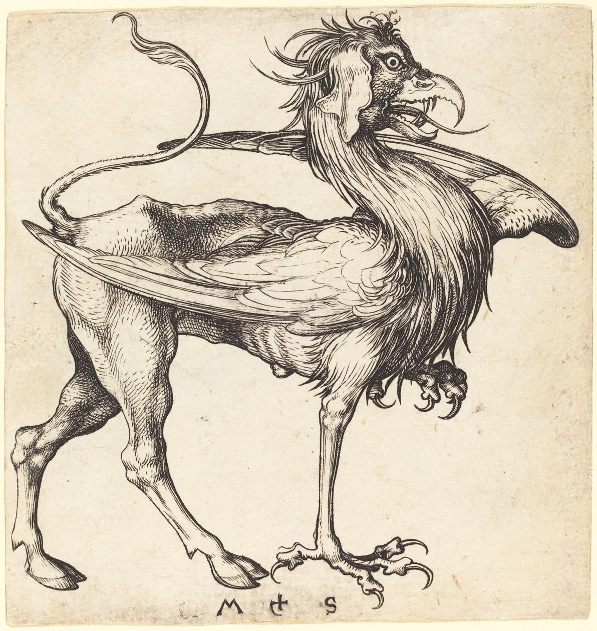 The Griffin by Martin Schongauer