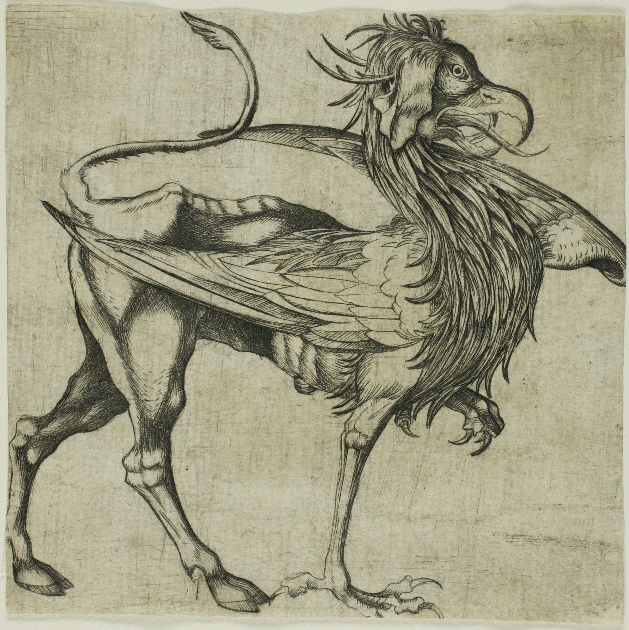 The Griffin by Martin Schongauer