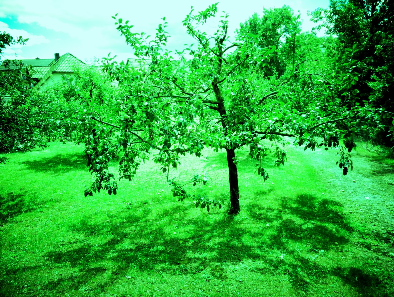 Apple Trees by Martina Konitzky