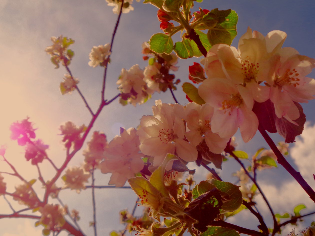 Tree Blossoms 2 by Martina Konitzky