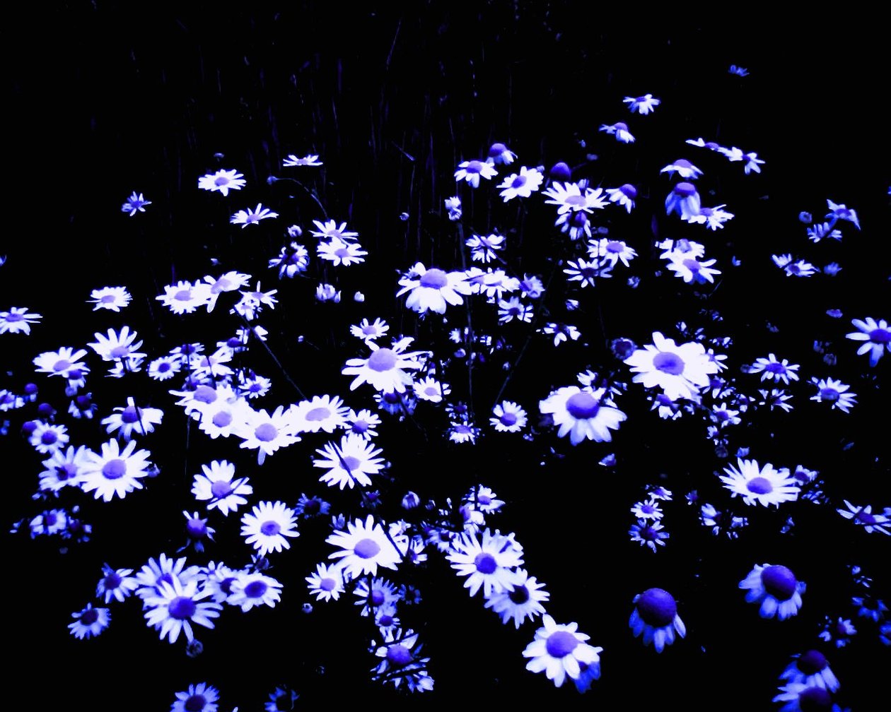 Flowers at the Edge of the Field by Martina Konitzky