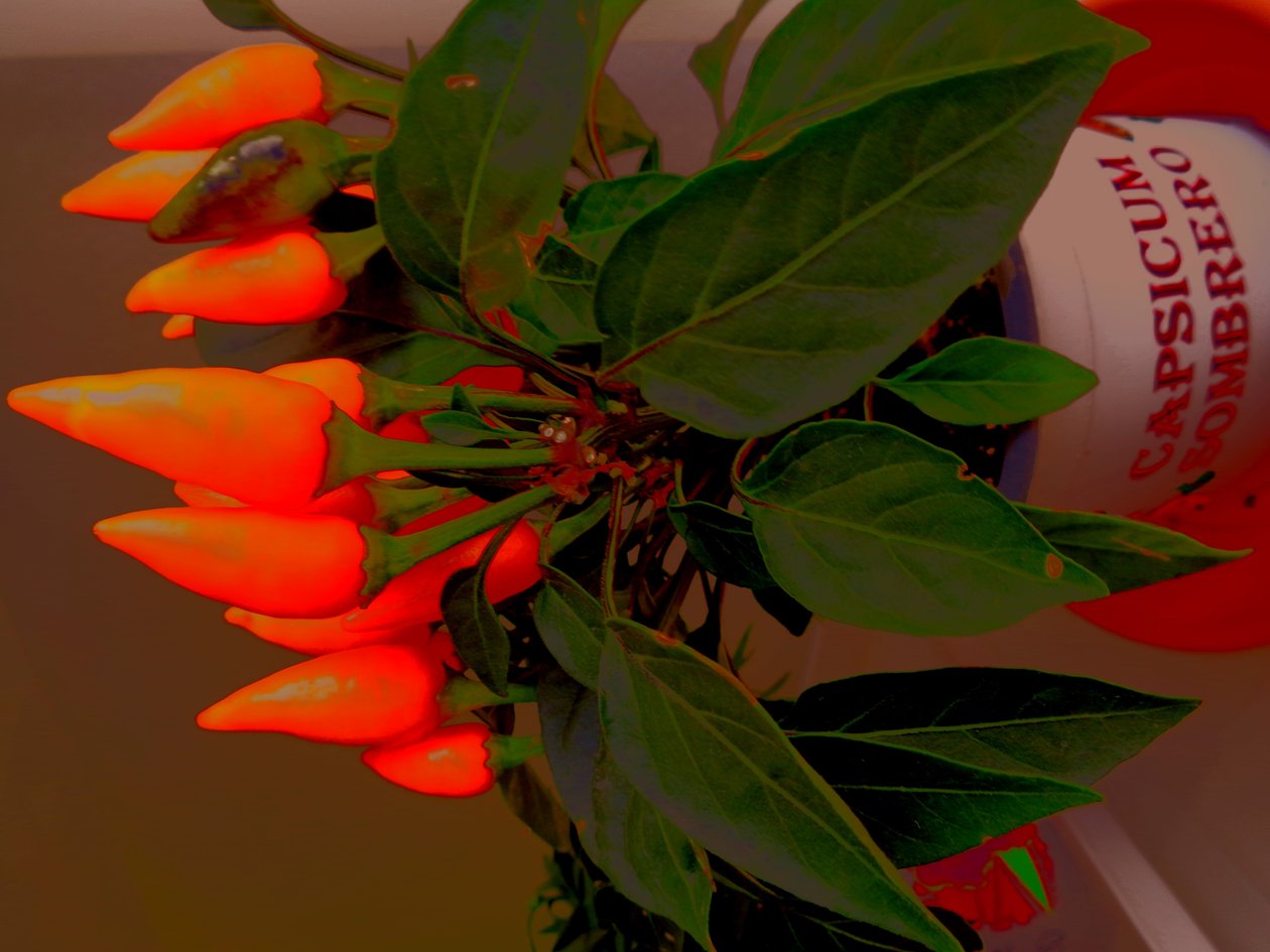 Capsicum by Martina Konitzky