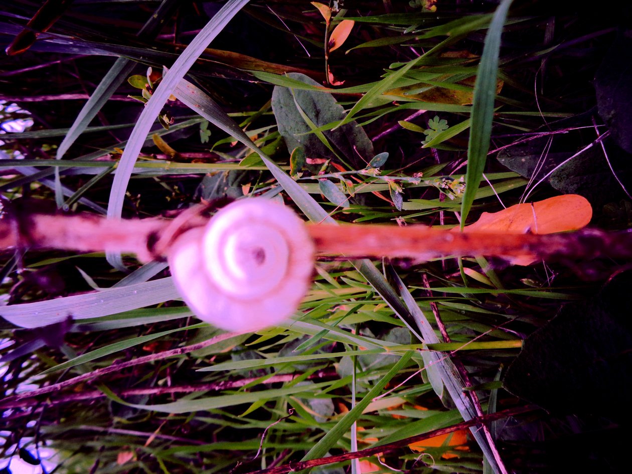 Snail by Martina Konitzky