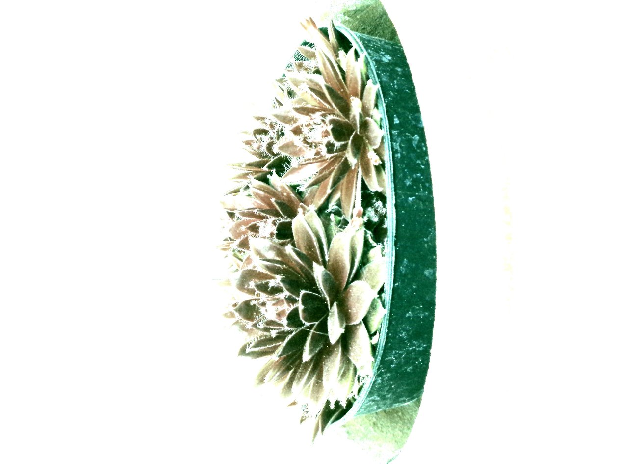 Succulents by Martina Konitzky