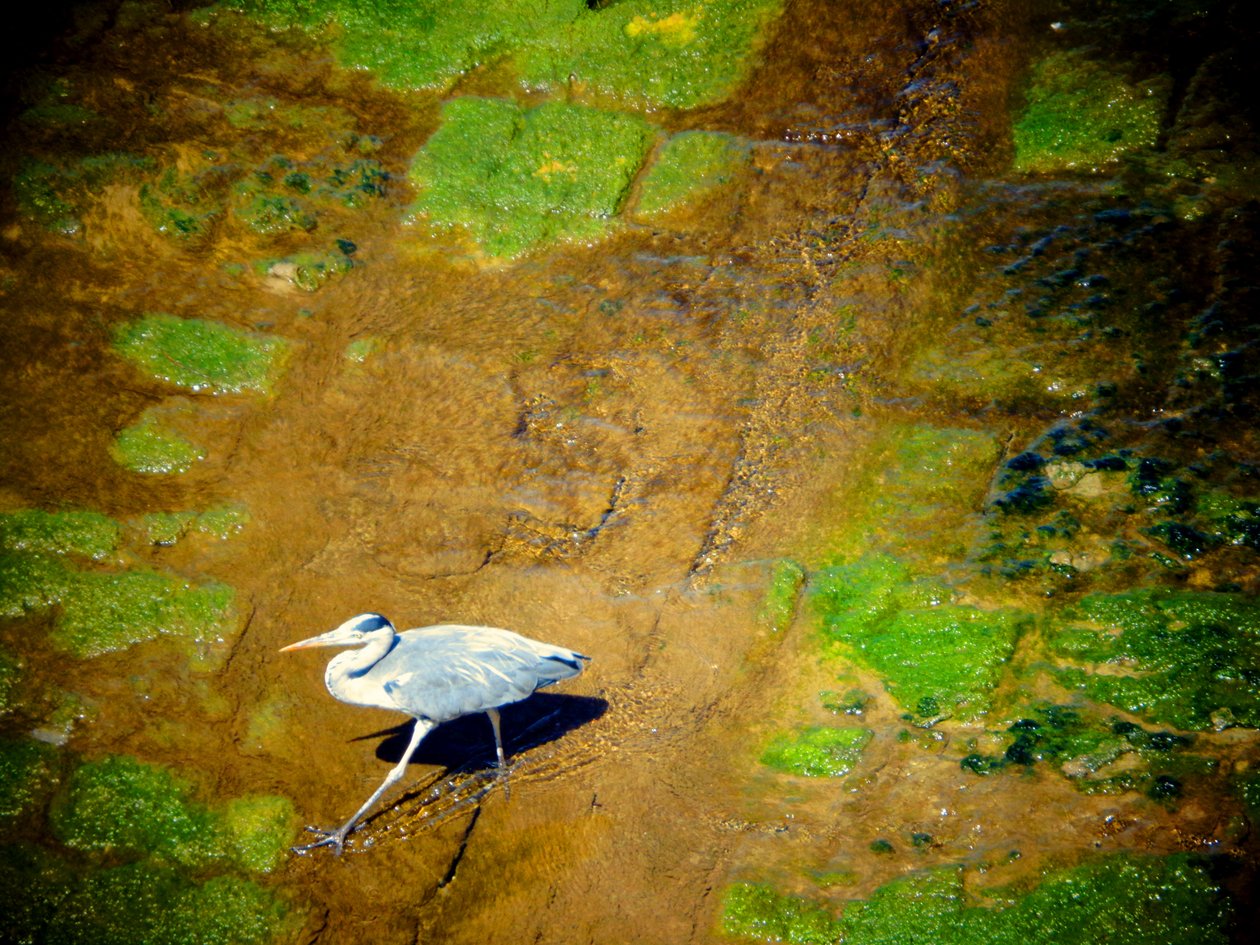 Bird by the River by Martina Konitzky