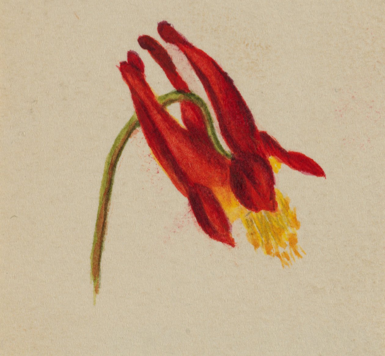 (Untitled) by Mary Vaux Walcott
