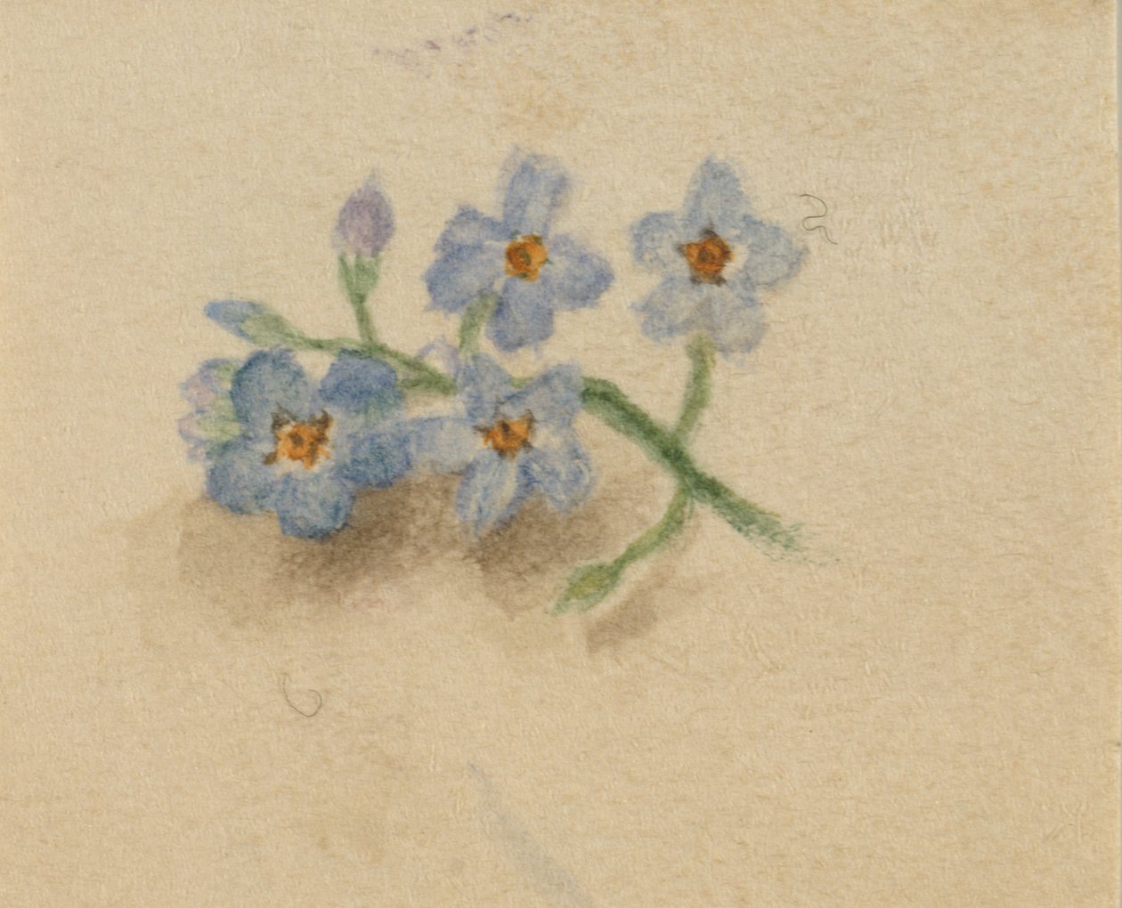 (Untitled) by Mary Vaux Walcott