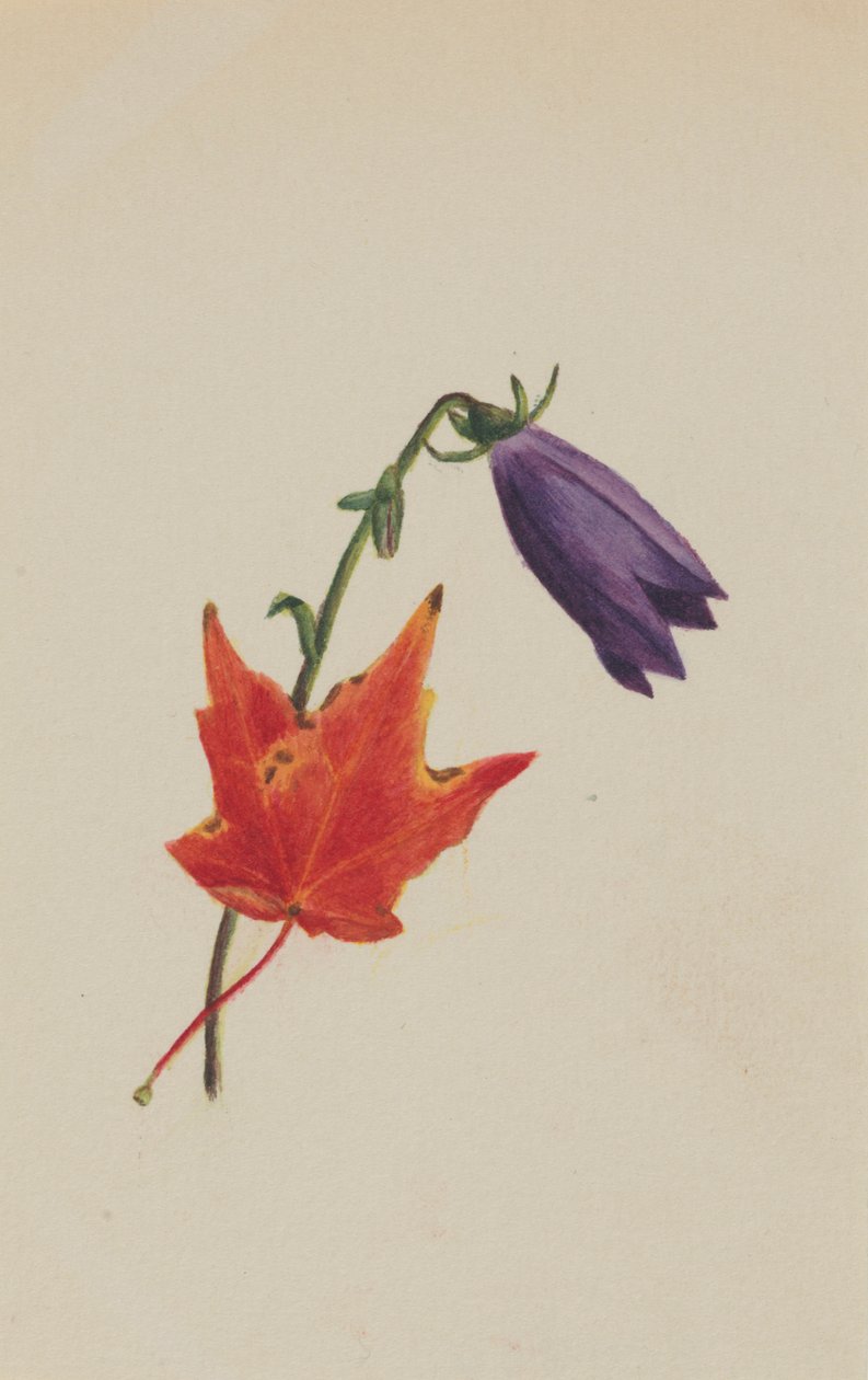 (Untitled) by Mary Vaux Walcott