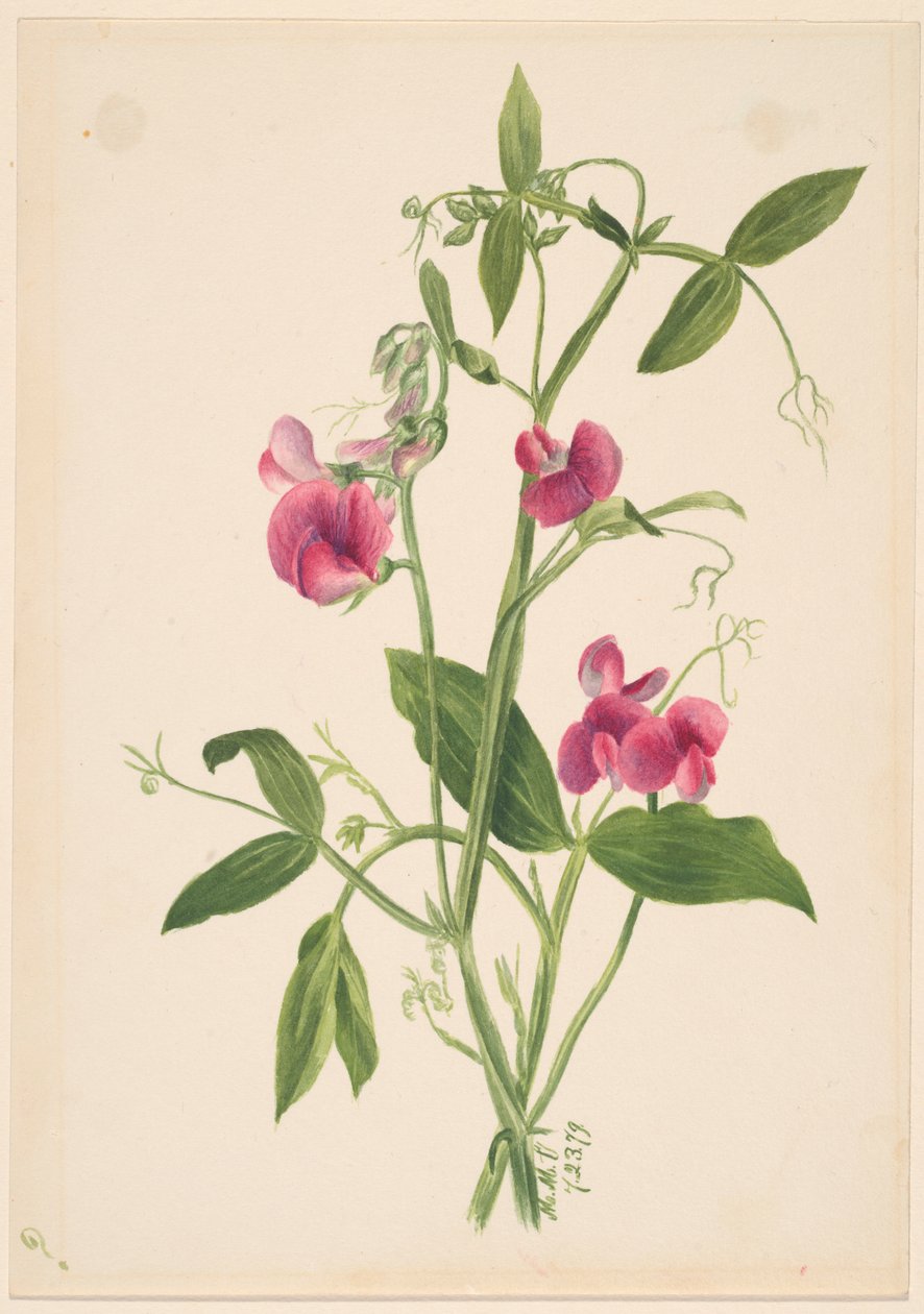 (Untitled - Flower Study) by Mary Vaux Walcott
