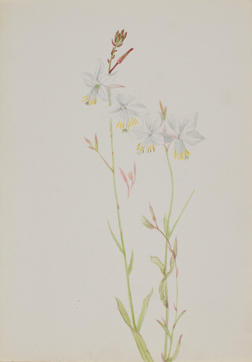 (Untitled) by Mary Vaux Walcott