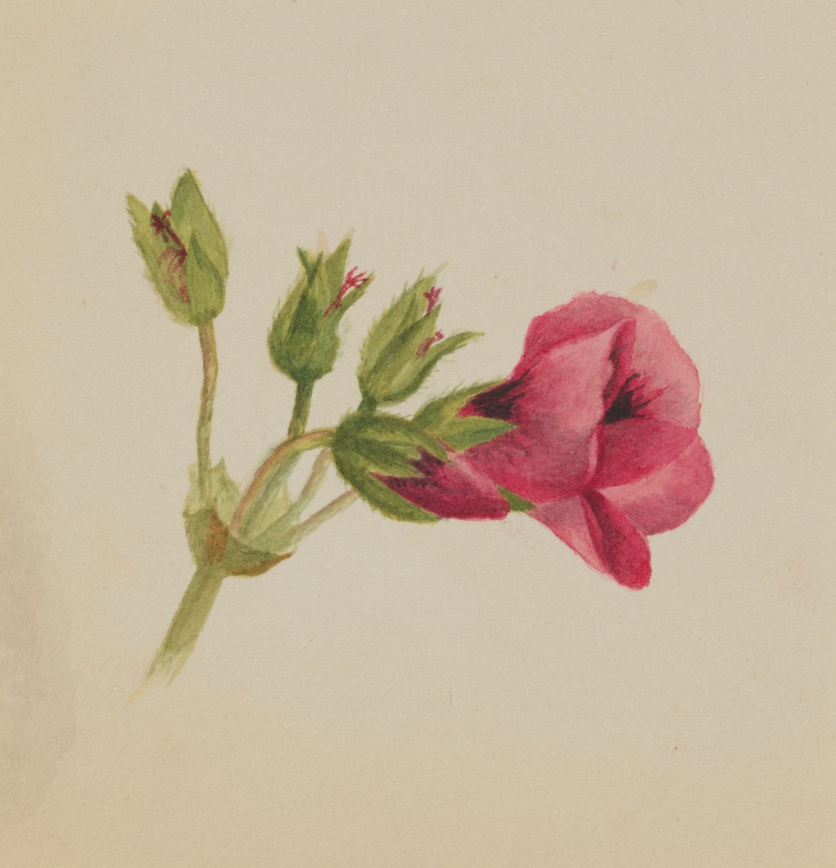 Untitled (Flower Study) by Mary Vaux Walcott