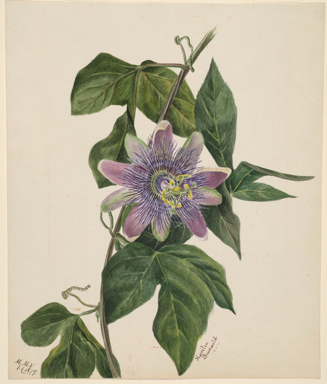Flower Study by Mary Vaux Walcott
