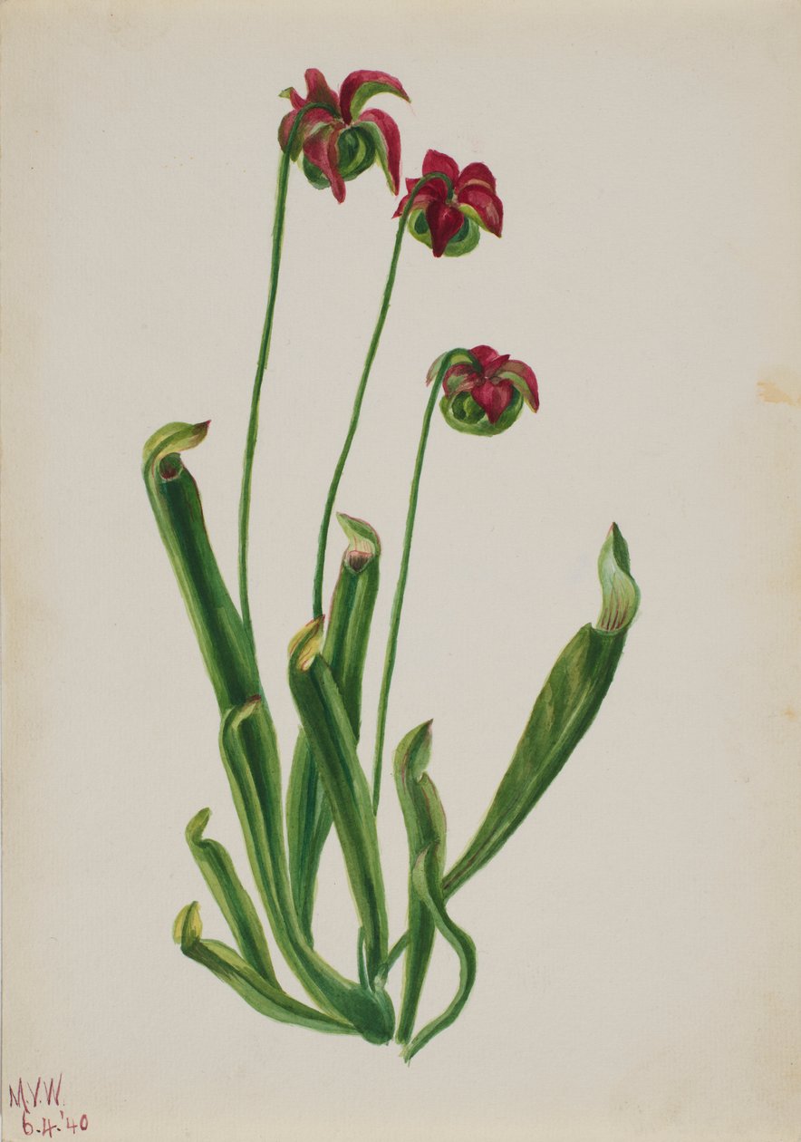 Untitled--Flower Study by Mary Vaux Walcott