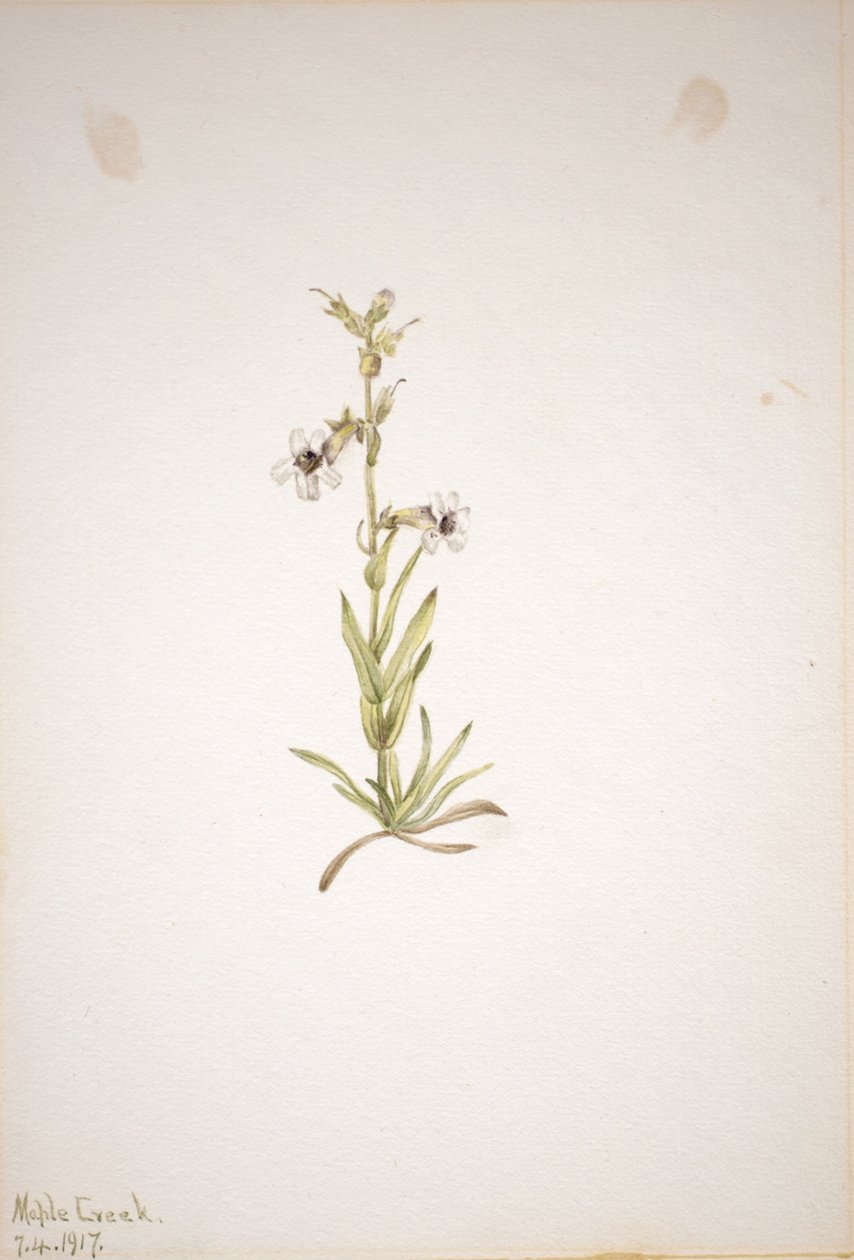 Untitled (Plant Study) by Mary Vaux Walcott