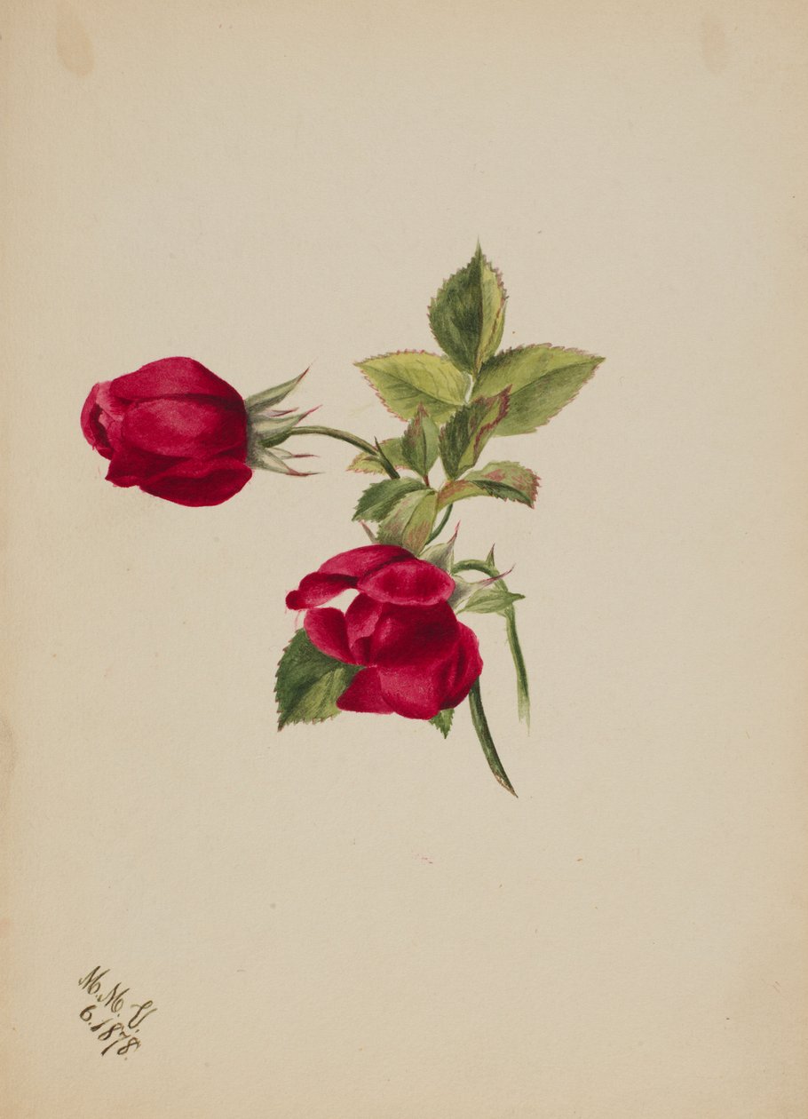 Untitled (Rose) by Mary Vaux Walcott
