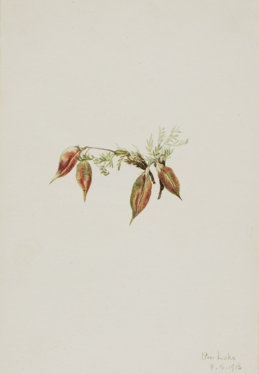 Alpine Pointvetch by Mary Vaux Walcott