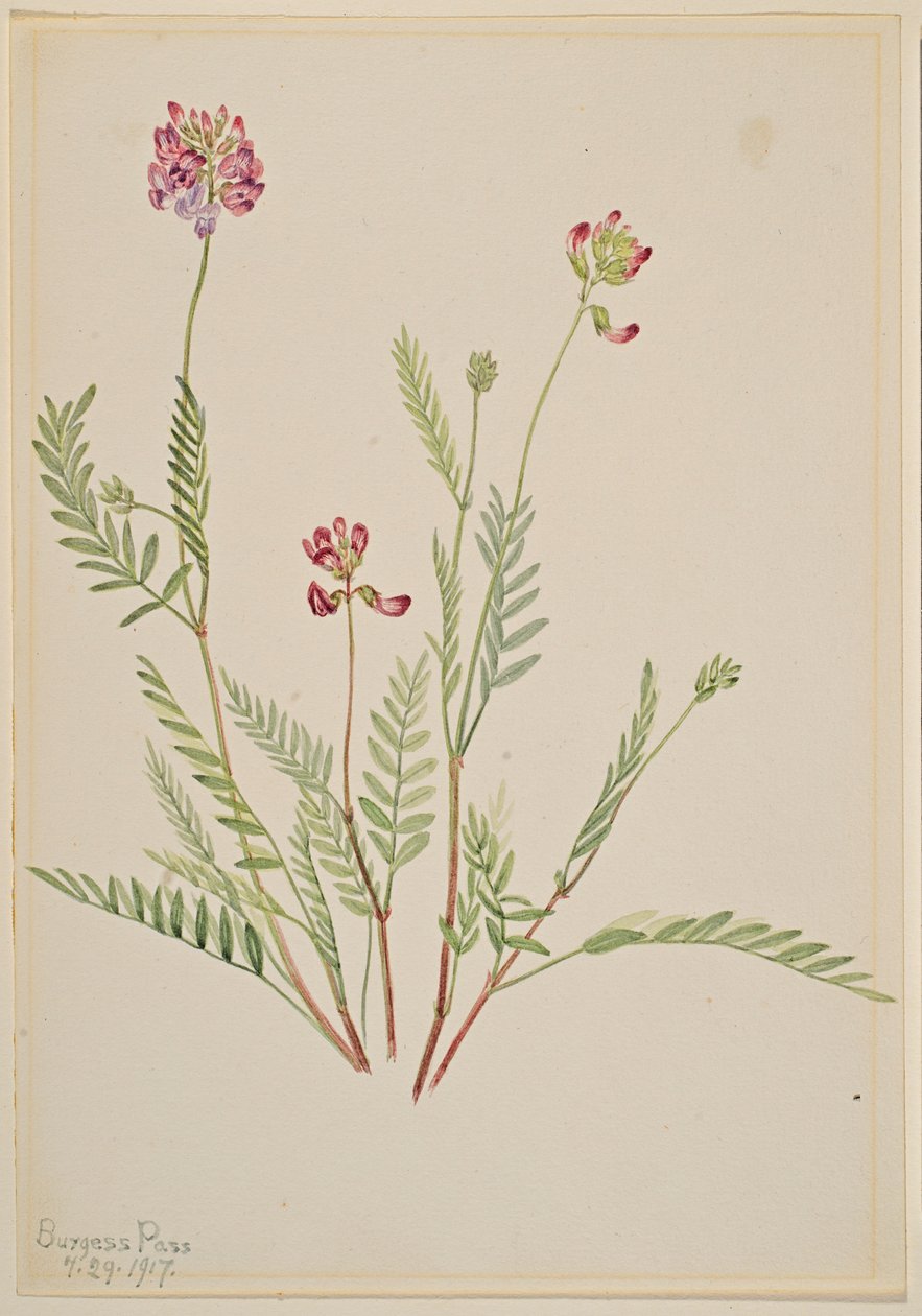 Alpine Vetch by Mary Vaux Walcott