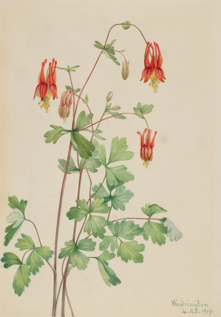 American Columbine Aquilegia canadensis, 1919 by Mary Vaux Walcott