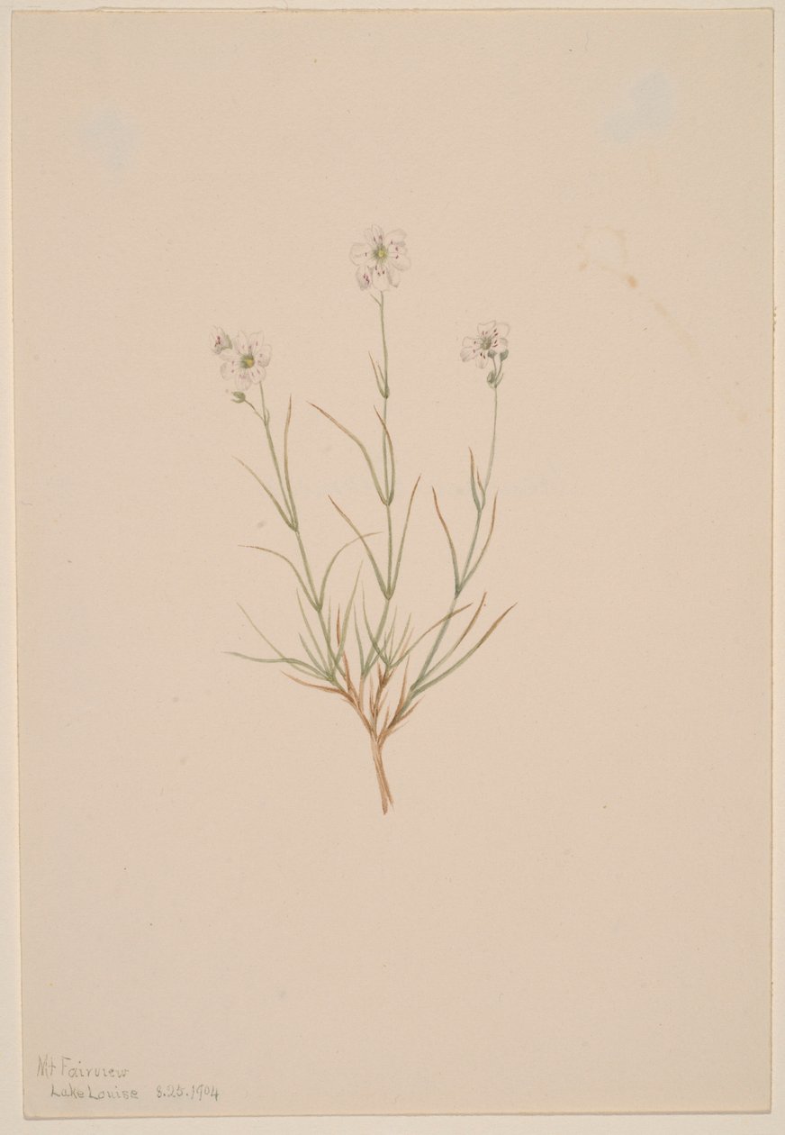 Arenaria formosa by Mary Vaux Walcott