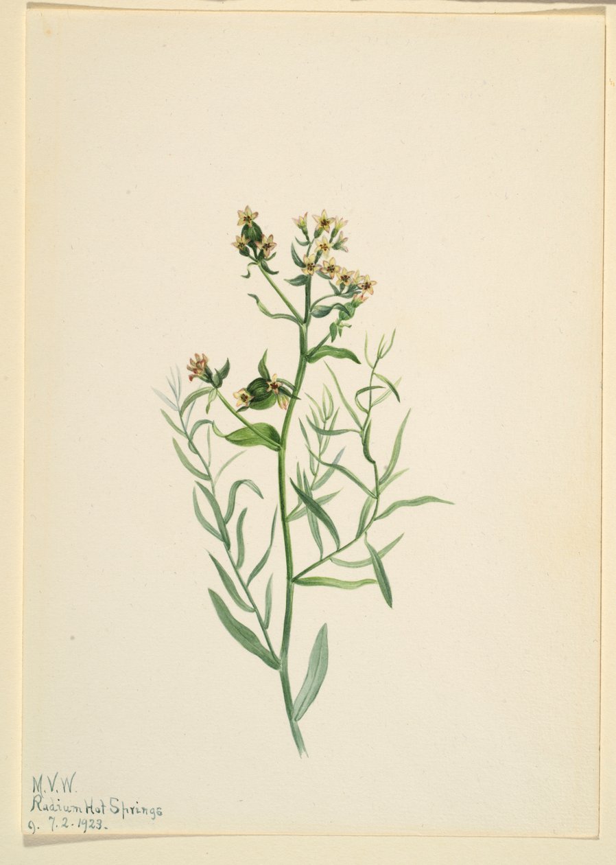 Bastard Toadflax (Comandra pallida) by Mary Vaux Walcott