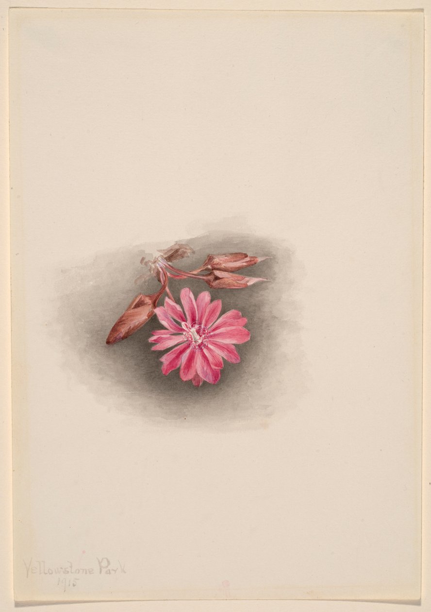 Bitterroot by Mary Vaux Walcott