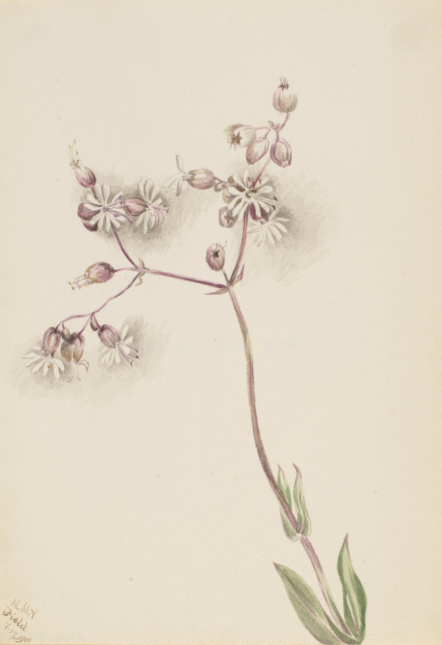 Bladder Campion by Mary Vaux Walcott