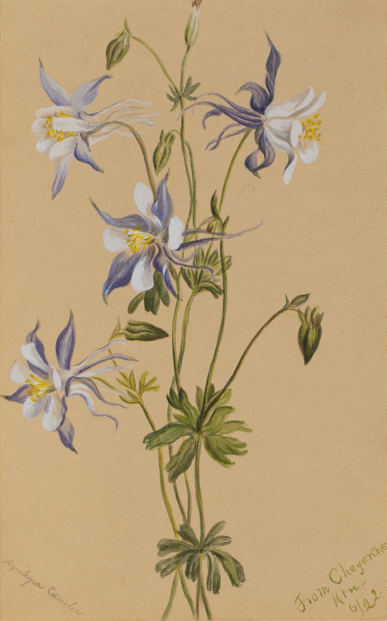 Blue Columbine (Aquilegia caerulea) by Mary Vaux Walcott