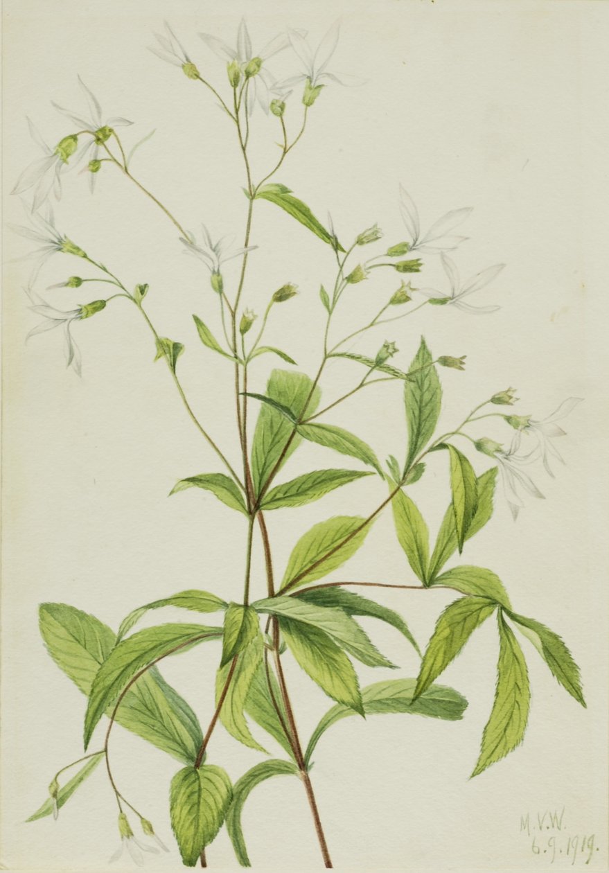 Bowman
