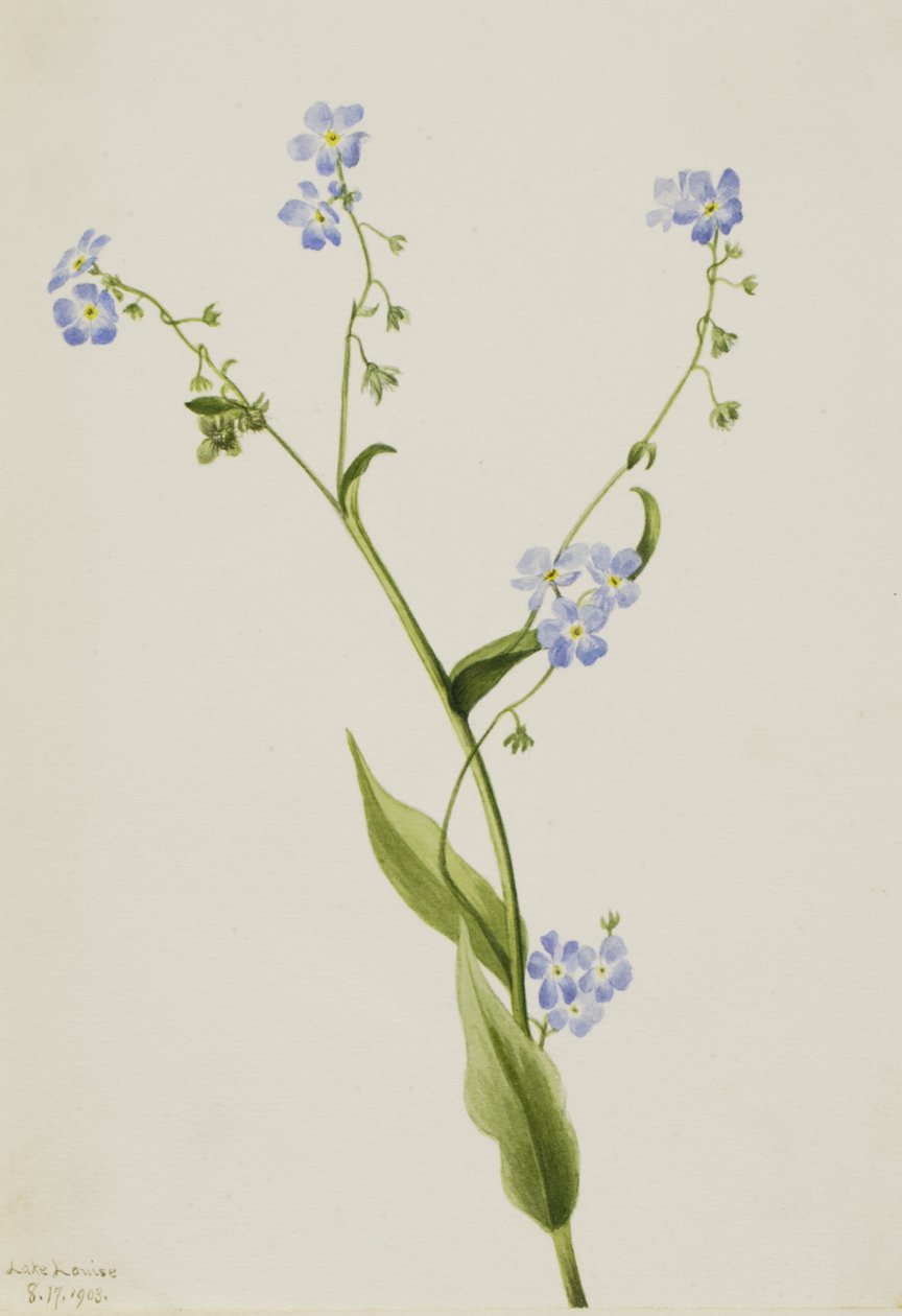 Bur-forget-me-not Lappula Diffusa by Mary Vaux Walcott
