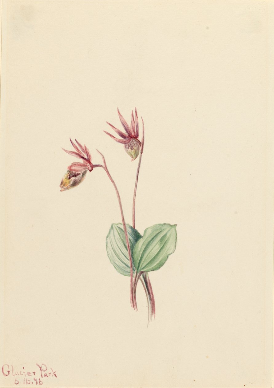 Calypso Cytherea bulbosa by Mary Vaux Walcott