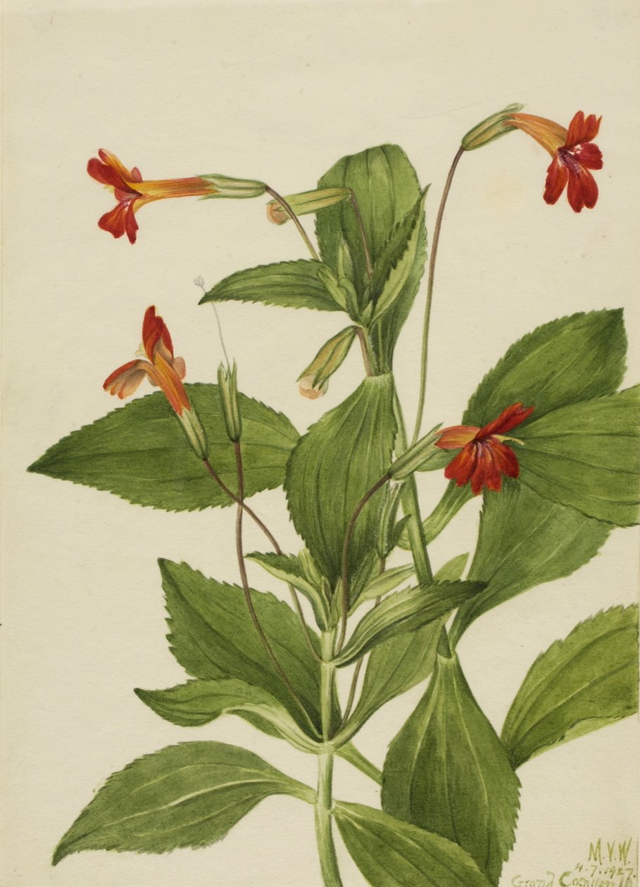 Cardinal Monkey Flower by Mary Vaux Walcott