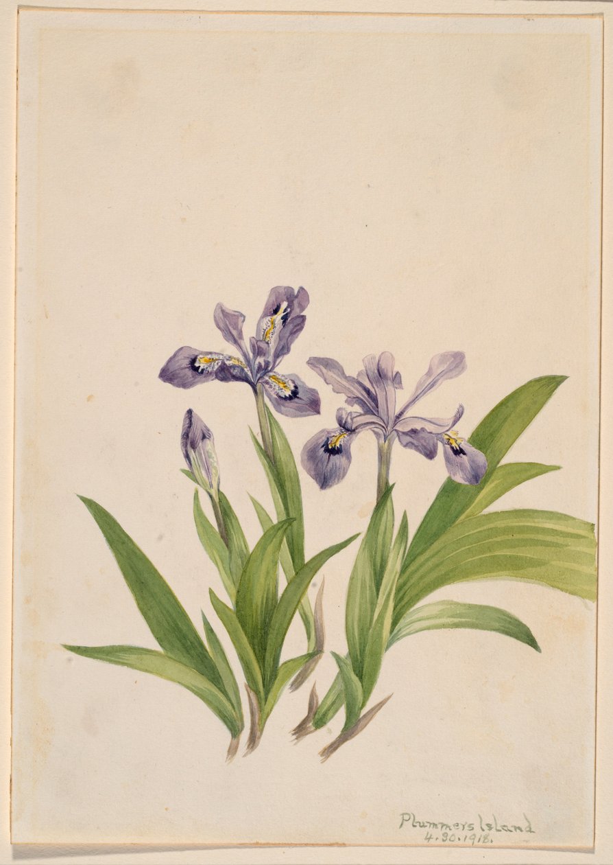 Crested Iris by Mary Vaux Walcott