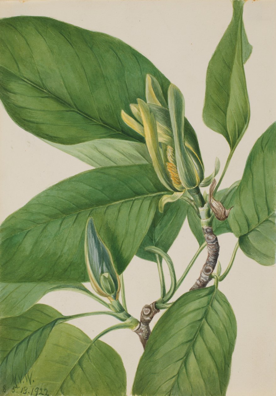Cucumbertree Magnolia Acuminata, 1922 by Mary Vaux Walcott