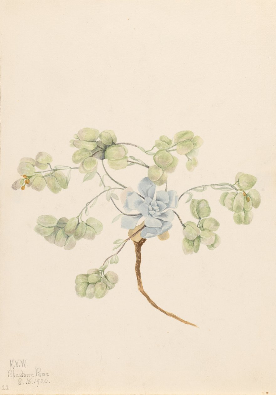 Double Bladderpod by Mary Vaux Walcott
