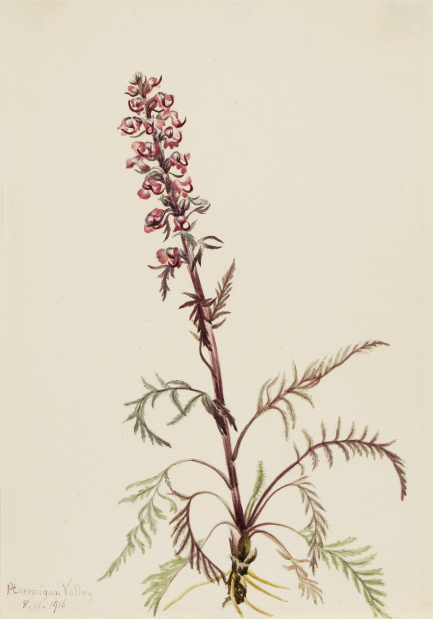 Elephanthead Pedicularis Groenlandica by Mary Vaux Walcott