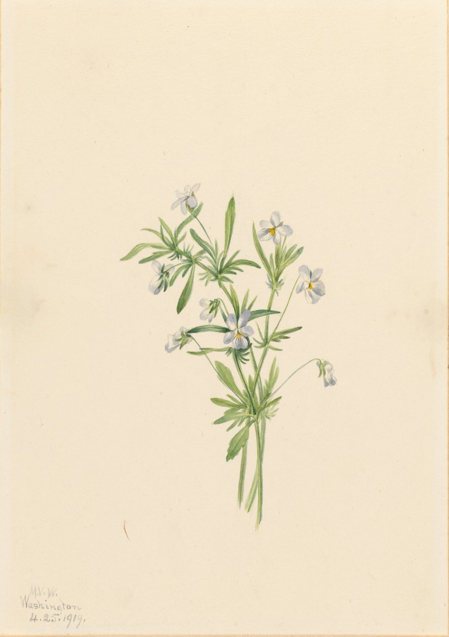 Field Violet by Mary Vaux Walcott