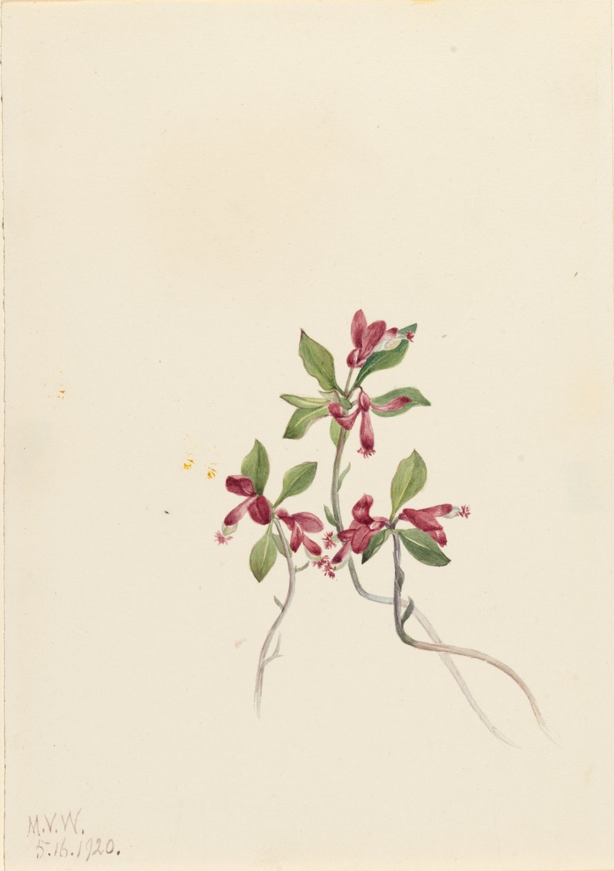 Fringed Polygala (Polygala paucifolia) by Mary Vaux Walcott