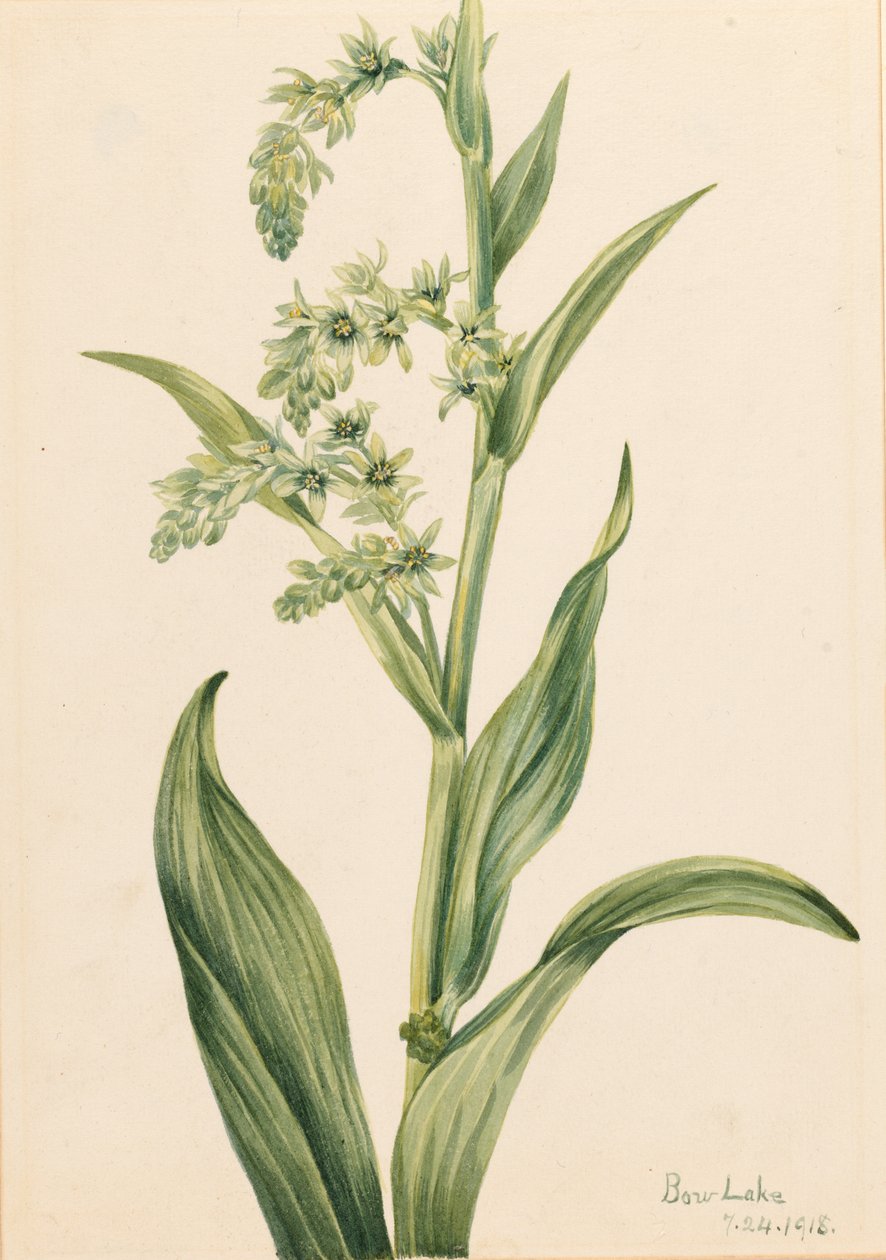 Green Bear Cabbage (Veratrum viride) by Mary Vaux Walcott