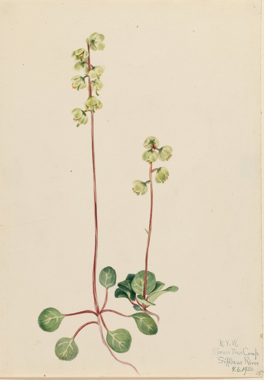 Green Pyrola by Mary Vaux Walcott