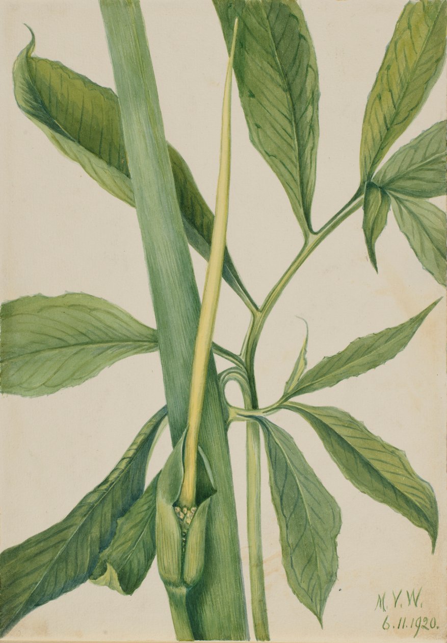 Greendragon by Mary Vaux Walcott