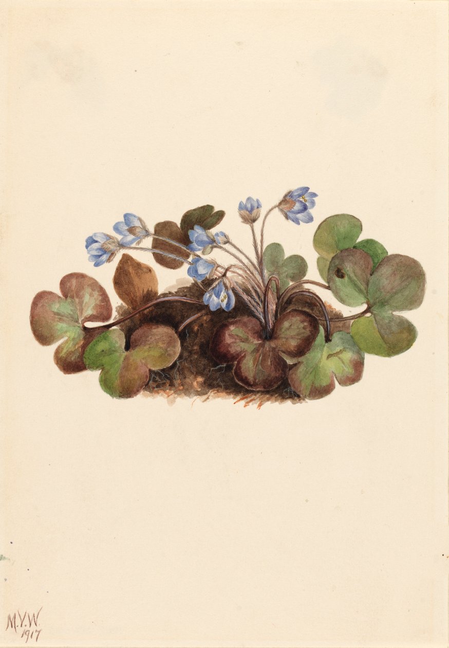Hepatica Hepatica Americana by Mary Vaux Walcott