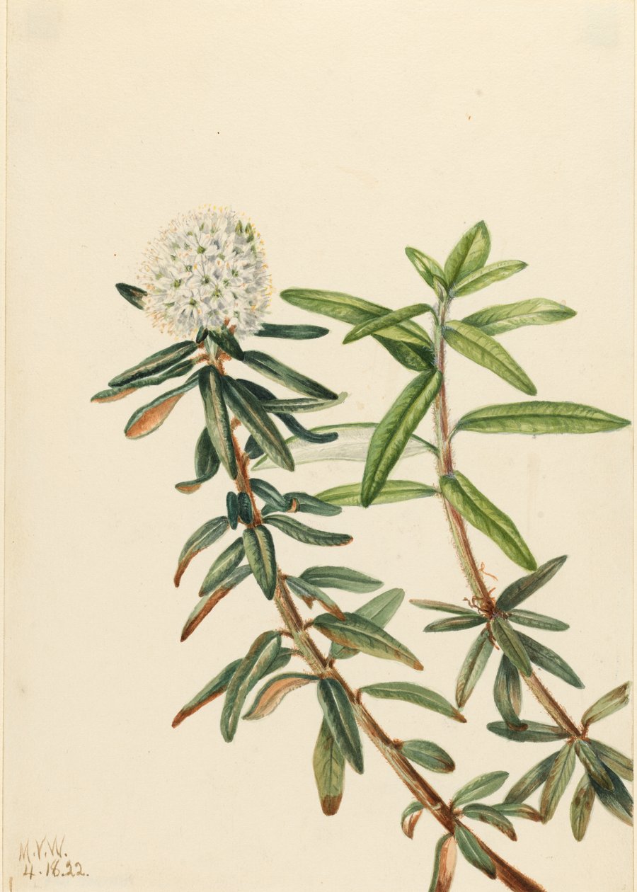 Labrador Tea by Mary Vaux Walcott