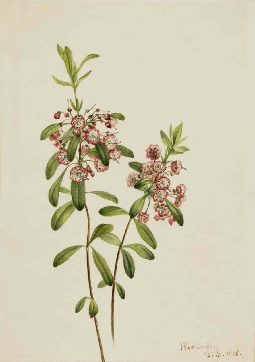 Lambkill by Mary Vaux Walcott