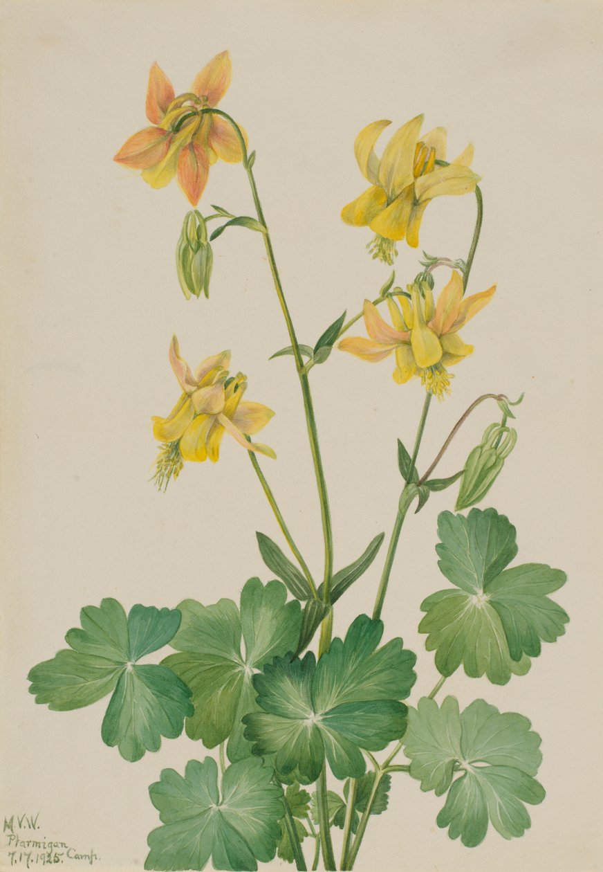 Lemon Columbine by Mary Vaux Walcott