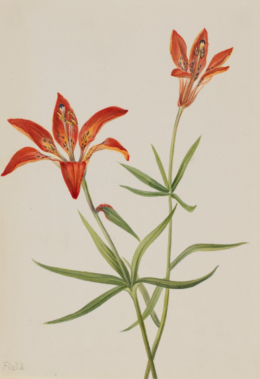 Lily Lilium montanum by Mary Vaux Walcott