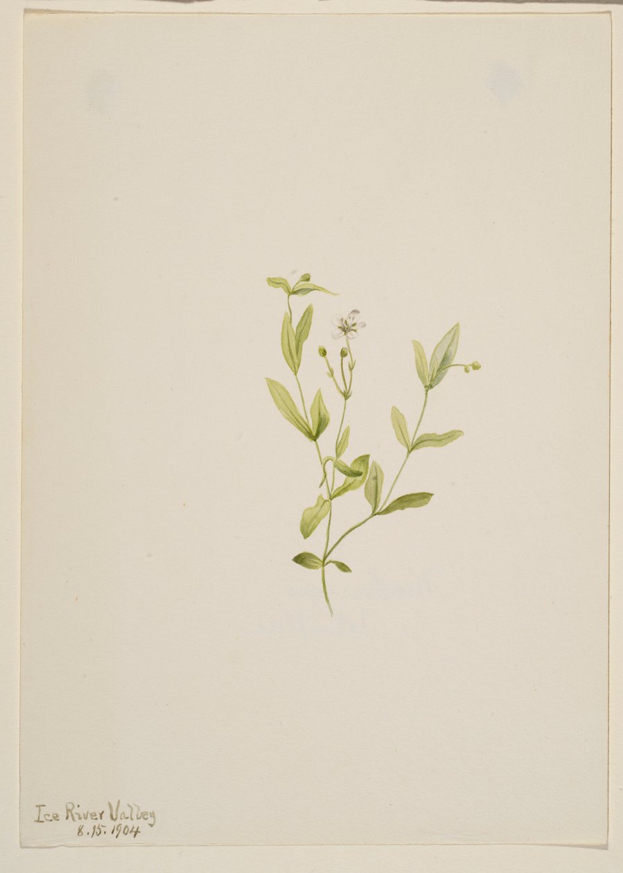 Moehringia laberiflora by Mary Vaux Walcott