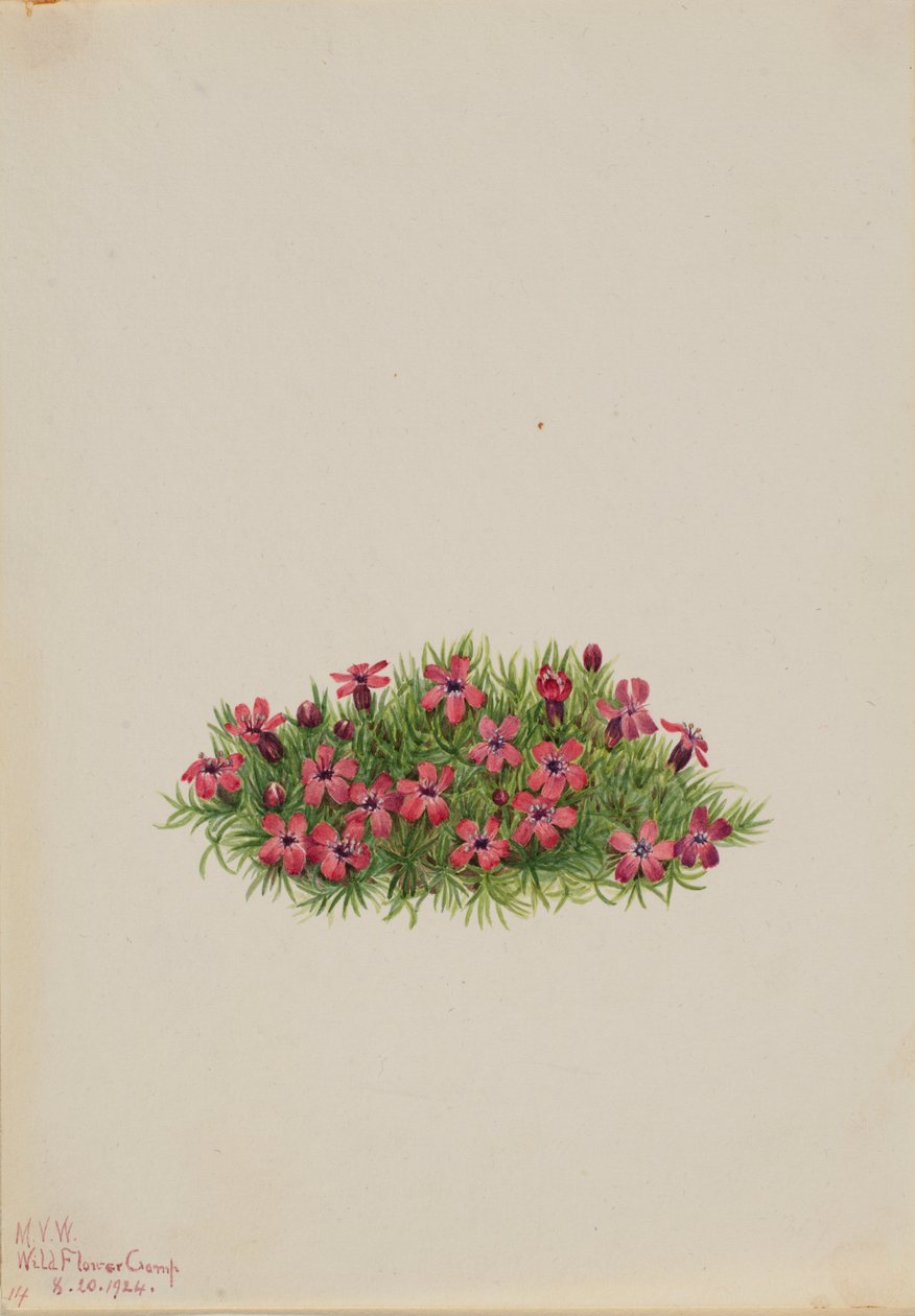 Moss Campion by Mary Vaux Walcott